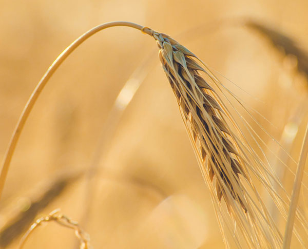 Analytics for better crop management. Feiyan has a legacy of building cutting-edge analytics to solve a variety of industry problems. We