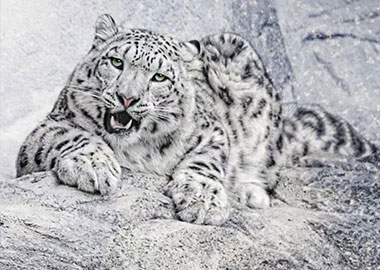 In order to protect biodiversity and promote the sustainable development of mankind, China formally established the first batch of national parks on October 12, 2021.
