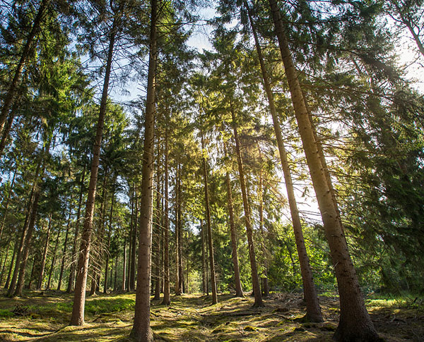 Feiyan GIS for forest  and vegetation mapping and wildfire management products and services generates critical data for effective management decisions affecting forest resources. If you are looking for resources, please feel free to ask us for more information.